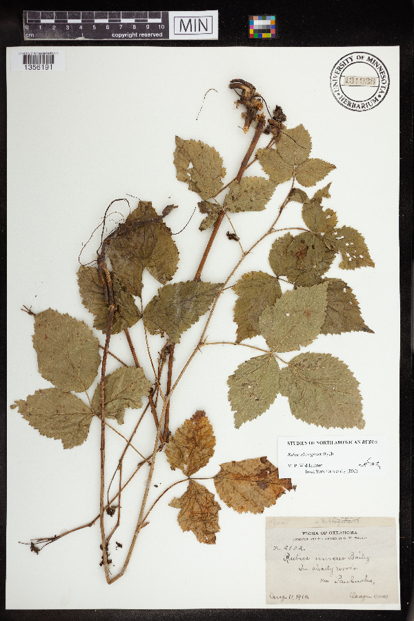Rubus image