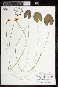 Nuphar microphylla image