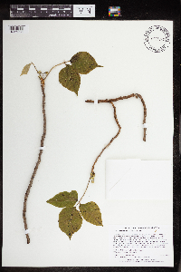 Toxicodendron rydbergii image