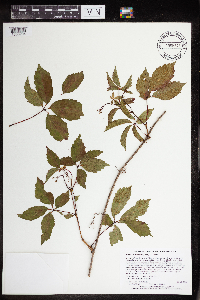Parthenocissus inserta image