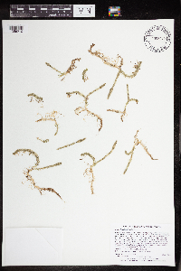 Lycopodiella inundata image