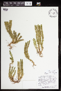 Huperzia selago image