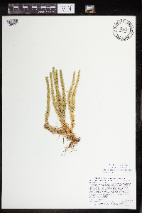 Huperzia selago image