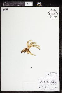 Huperzia appressa image