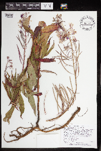 Chamaenerion angustifolium subsp. circumvagum image