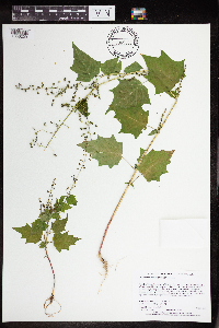 Chenopodium simplex image