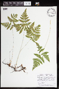 thumbnail image of current specimen