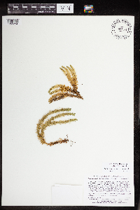 Huperzia selago image