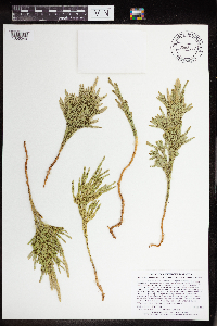 Dendrolycopodium hickeyi image