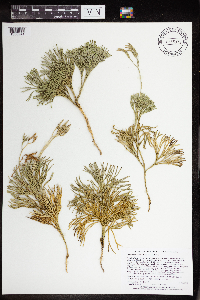 Diphasiastrum tristachyum image