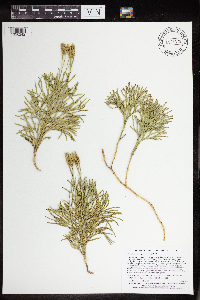 Diphasiastrum complanatum image