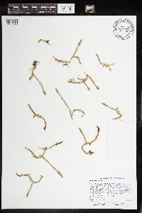 Lycopodiella inundata image
