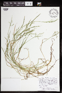 Torreyochloa pallida var. fernaldii image