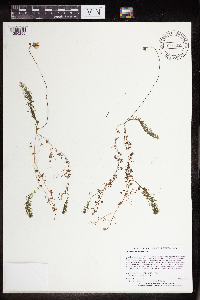 Utricularia intermedia image
