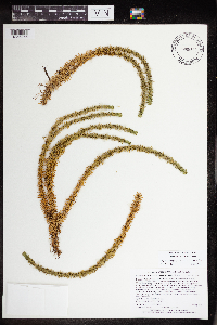 Huperzia selago image