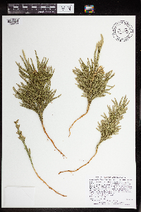 Dendrolycopodium hickeyi image