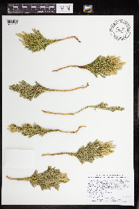 Dendrolycopodium hickeyi image