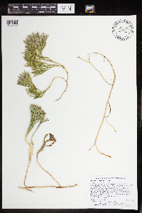 Diphasiastrum tristachyum image