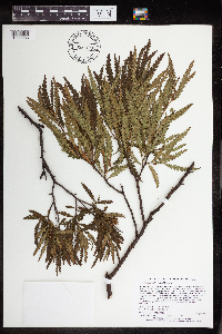 Comptonia peregrina image