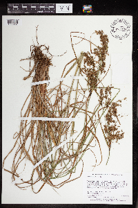 Scirpus atrocinctus image