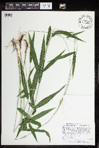 Brachyelytrum aristosum image