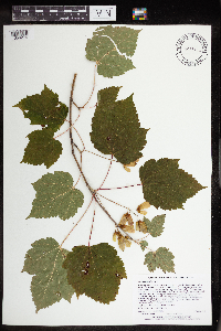 Acer spicatum image