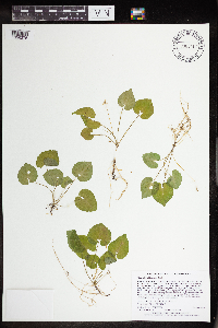 Viola selkirkii image