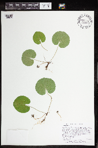 Viola renifolia image