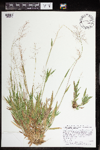 Dichanthelium acuminatum image