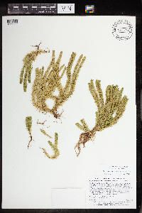 Huperzia selago image