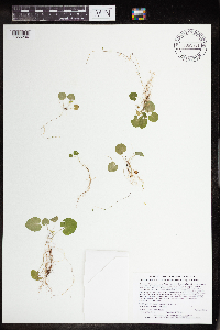 Viola minuscula image