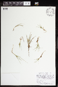 Carex viridula image