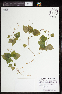 Circaea alpina subsp. alpina image