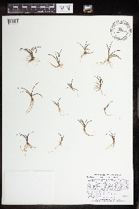 Littorella uniflora image