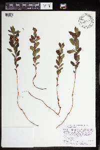 Geocaulon lividum image