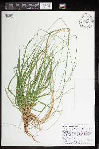 Carex deweyana var. deweyana image