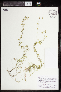 Callitriche palustris image