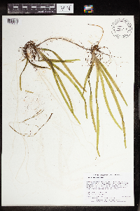 Vallisneria americana image