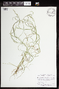 Torreyochloa pallida var. fernaldii image