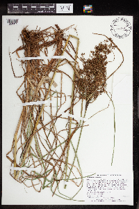Scirpus atrocinctus image
