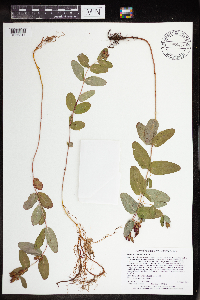 Triadenum fraseri image