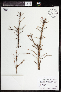 Arceuthobium pusillum image