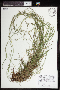 Torreyochloa pallida var. fernaldii image