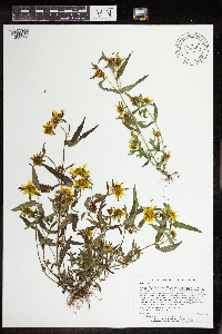 Bidens cernua image