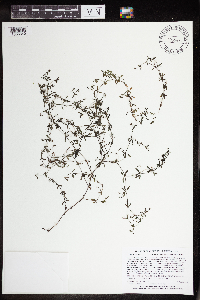 Galium trifidum image