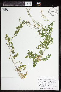Cardamine pensylvanica image