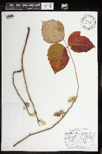 Toxicodendron rydbergii image