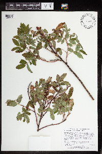 Rosa acicularis image