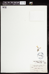 Media resource of Erythranthe thermalis