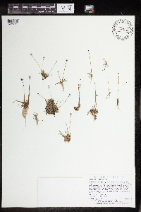 Eriocaulon aquaticum image